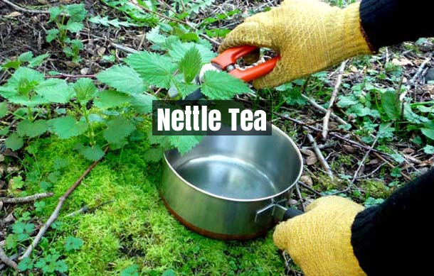 nettle-tea